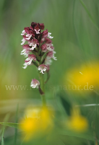 Brand-Knabenkraut (Orchis ustulata)