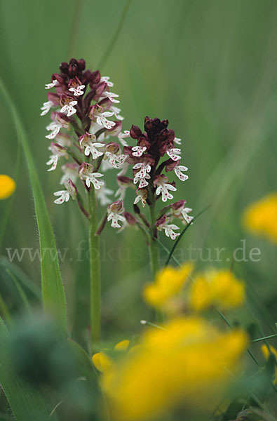 Brand-Knabenkraut (Orchis ustulata)