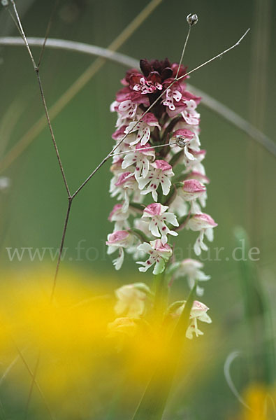 Brand-Knabenkraut (Orchis ustulata)