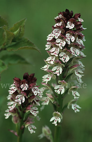 Brand-Knabenkraut (Orchis ustulata)