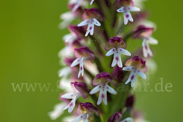 Brand-Knabenkraut (Orchis ustulata)