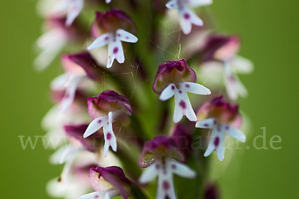 Brand-Knabenkraut (Orchis ustulata)