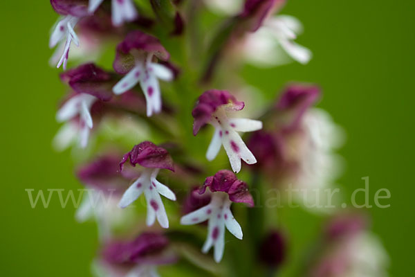 Brand-Knabenkraut (Orchis ustulata)