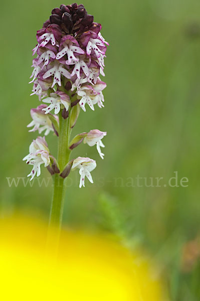 Brand-Knabenkraut (Orchis ustulata)