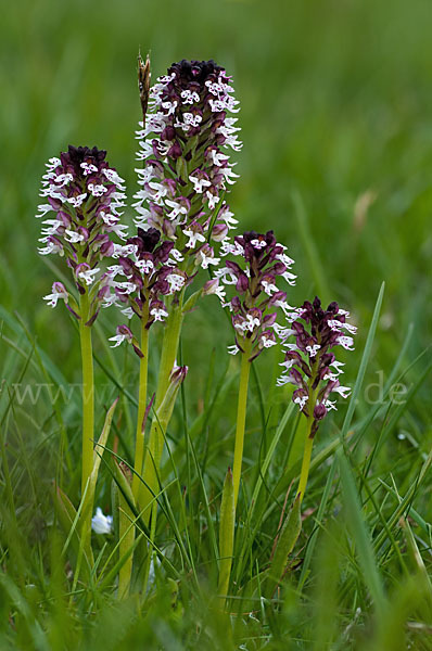 Brand-Knabenkraut (Orchis ustulata)