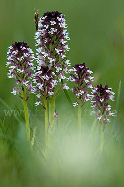 Brand-Knabenkraut (Orchis ustulata)