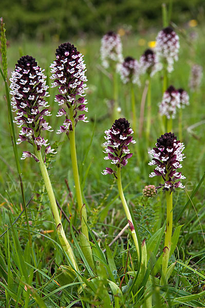 Brand-Knabenkraut (Orchis ustulata)