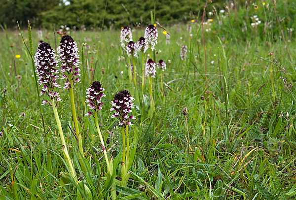 Brand-Knabenkraut (Orchis ustulata)