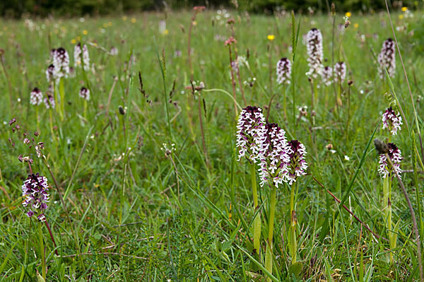 Brand-Knabenkraut (Orchis ustulata)