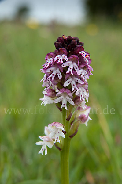 Brand-Knabenkraut (Orchis ustulata)