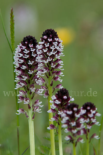 Brand-Knabenkraut (Orchis ustulata)