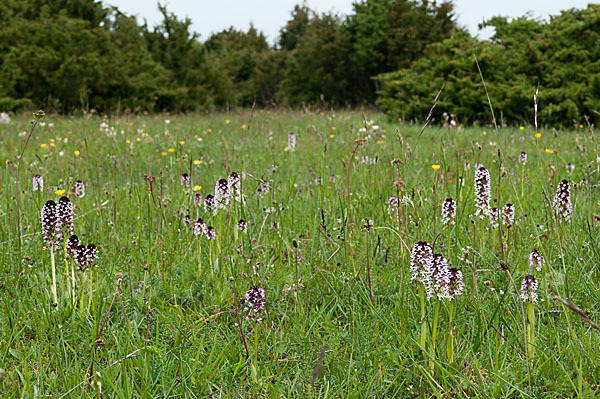 Brand-Knabenkraut (Orchis ustulata)