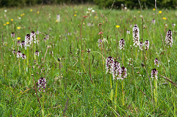 Brand-Knabenkraut (Orchis ustulata)