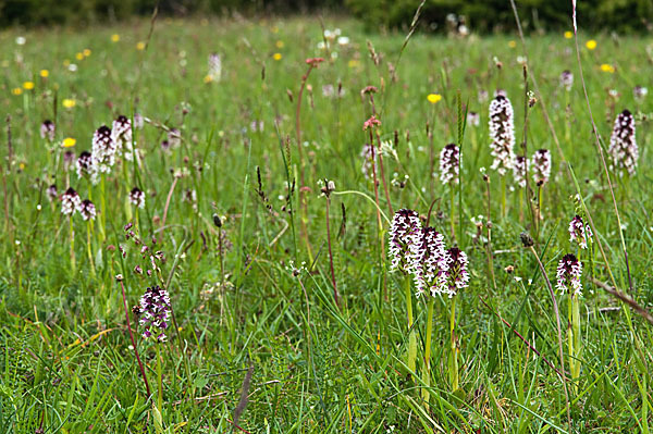 Brand-Knabenkraut (Orchis ustulata)