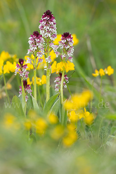 Brand-Knabenkraut (Orchis ustulata)