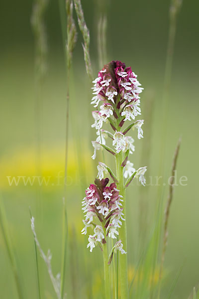 Brand-Knabenkraut (Orchis ustulata)