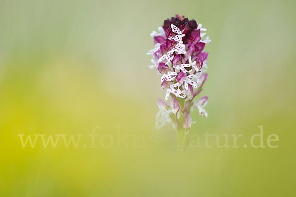 Brand-Knabenkraut (Orchis ustulata)