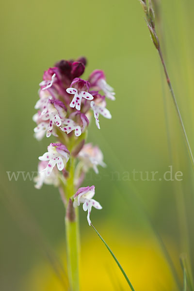 Brand-Knabenkraut (Orchis ustulata)