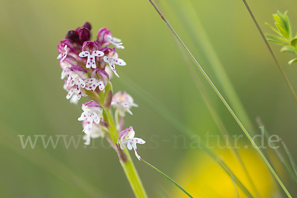 Brand-Knabenkraut (Orchis ustulata)