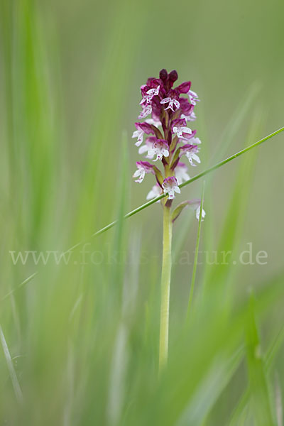 Brand-Knabenkraut (Orchis ustulata)