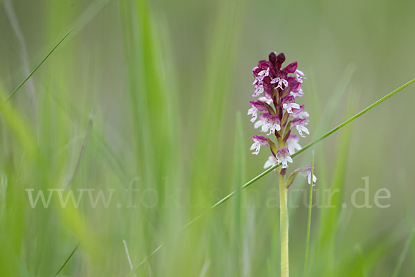 Brand-Knabenkraut (Orchis ustulata)