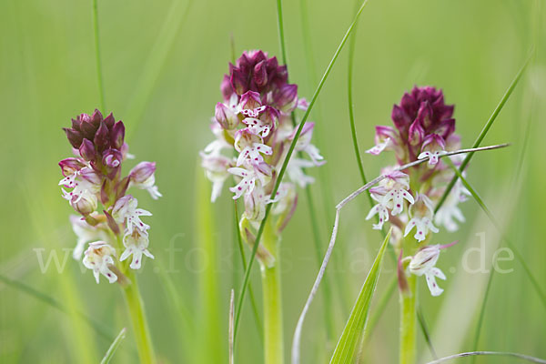 Brand-Knabenkraut (Orchis ustulata)