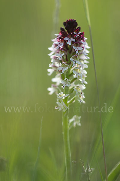 Brand-Knabenkraut (Orchis ustulata)