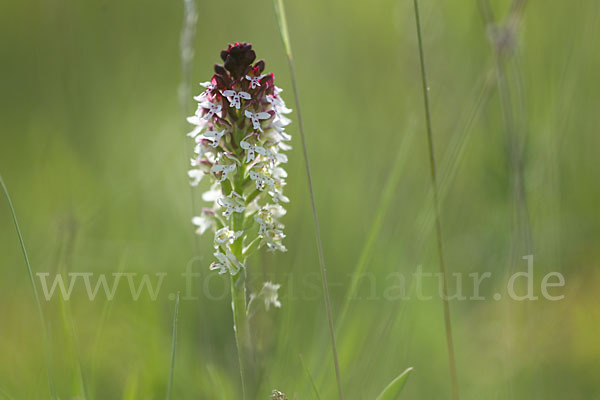 Brand-Knabenkraut (Orchis ustulata)