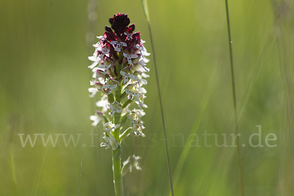 Brand-Knabenkraut (Orchis ustulata)