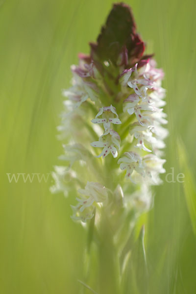 Brand-Knabenkraut (Orchis ustulata)