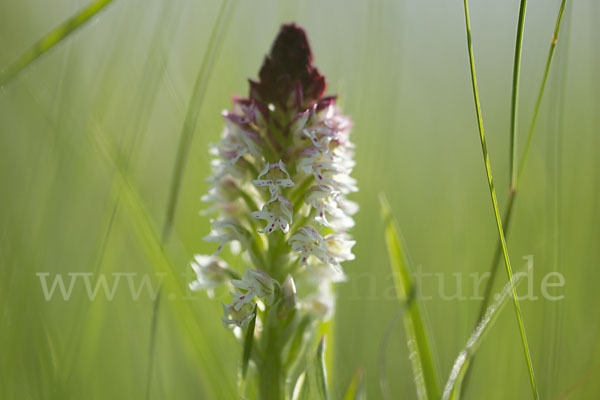 Brand-Knabenkraut (Orchis ustulata)