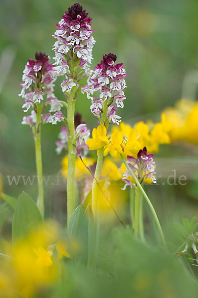 Brand-Knabenkraut (Orchis ustulata)