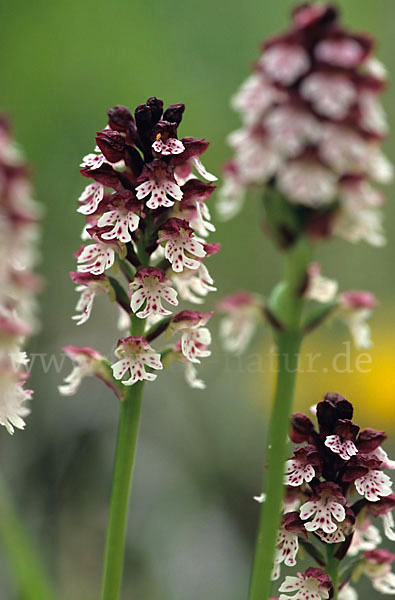 Brand-Knabenkraut (Orchis ustulata)