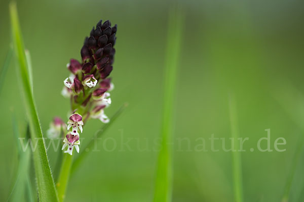 Brand-Knabenkraut (Orchis ustulata)