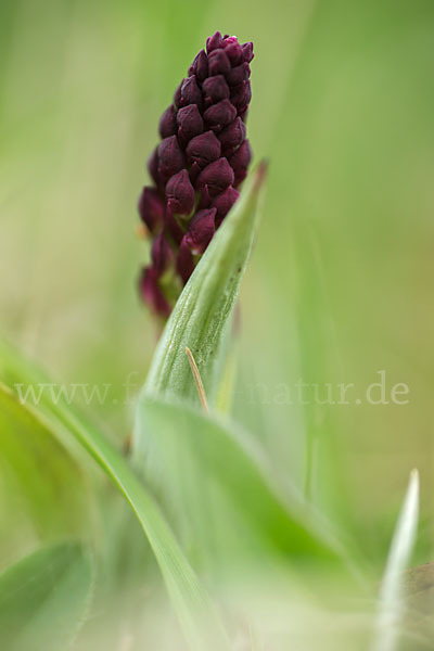 Brand-Knabenkraut (Orchis ustulata)