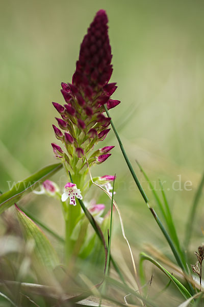 Brand-Knabenkraut (Orchis ustulata)