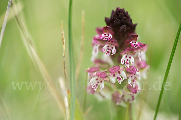 Brand-Knabenkraut (Orchis ustulata)