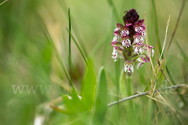 Brand-Knabenkraut (Orchis ustulata)