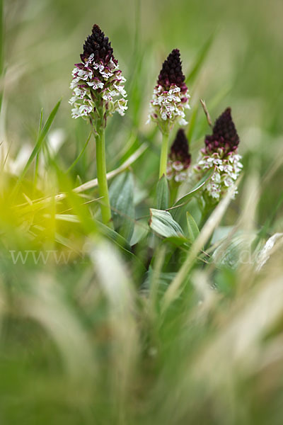 Brand-Knabenkraut (Orchis ustulata)