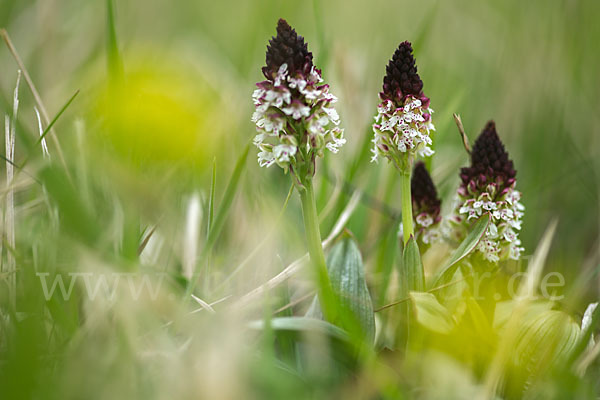 Brand-Knabenkraut (Orchis ustulata)