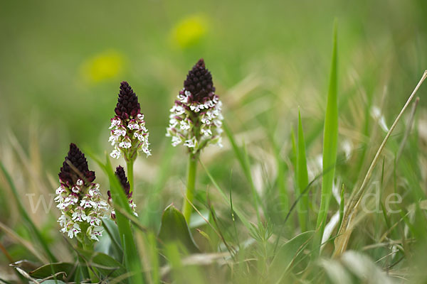 Brand-Knabenkraut (Orchis ustulata)