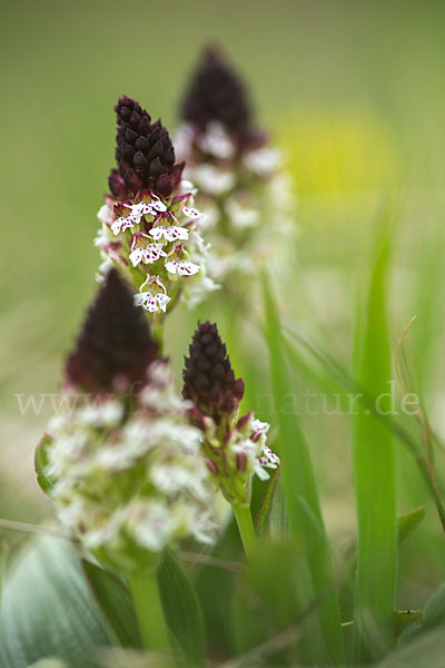 Brand-Knabenkraut (Orchis ustulata)