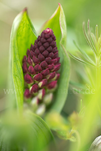 Brand-Knabenkraut (Orchis ustulata)