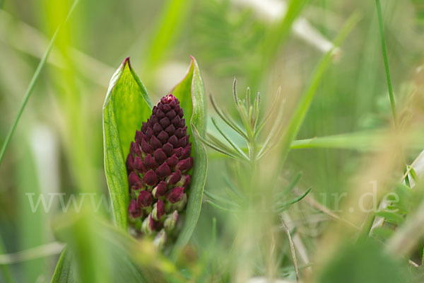 Brand-Knabenkraut (Orchis ustulata)