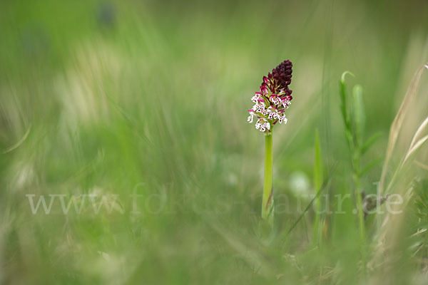 Brand-Knabenkraut (Orchis ustulata)