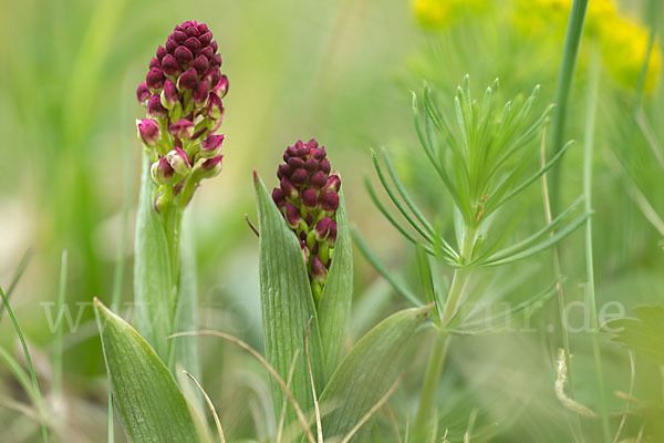 Brand-Knabenkraut (Orchis ustulata)