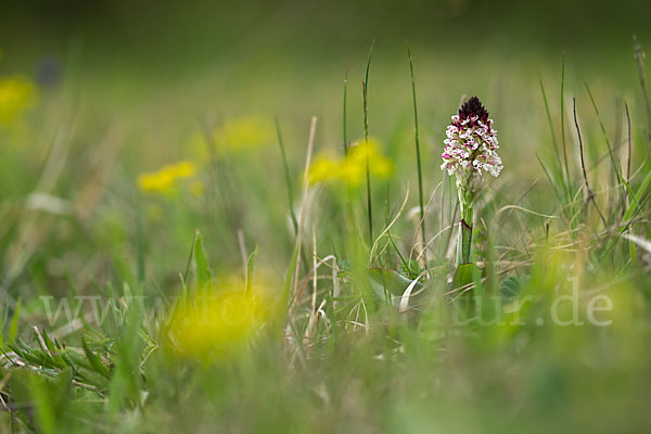 Brand-Knabenkraut (Orchis ustulata)