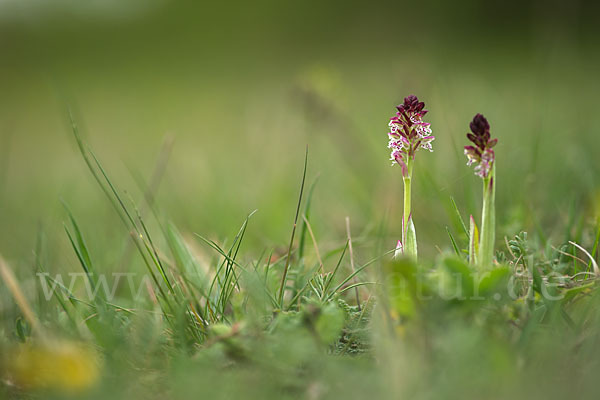 Brand-Knabenkraut (Orchis ustulata)