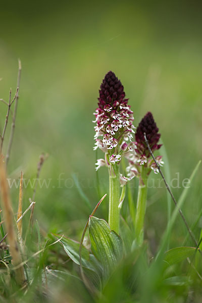 Brand-Knabenkraut (Orchis ustulata)