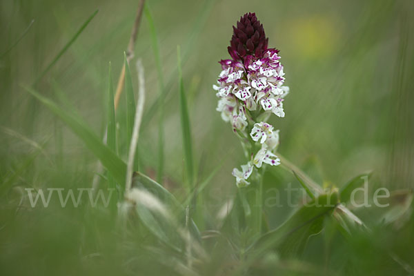 Brand-Knabenkraut (Orchis ustulata)